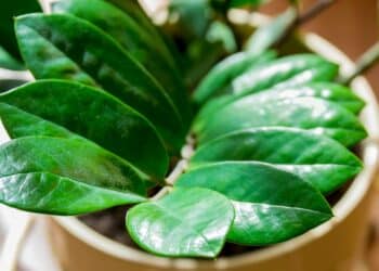 Afinal, de onde vem o apelido ‘planta da fortuna’ da zamioculca?