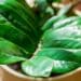 Afinal, de onde vem o apelido ‘planta da fortuna’ da zamioculca?